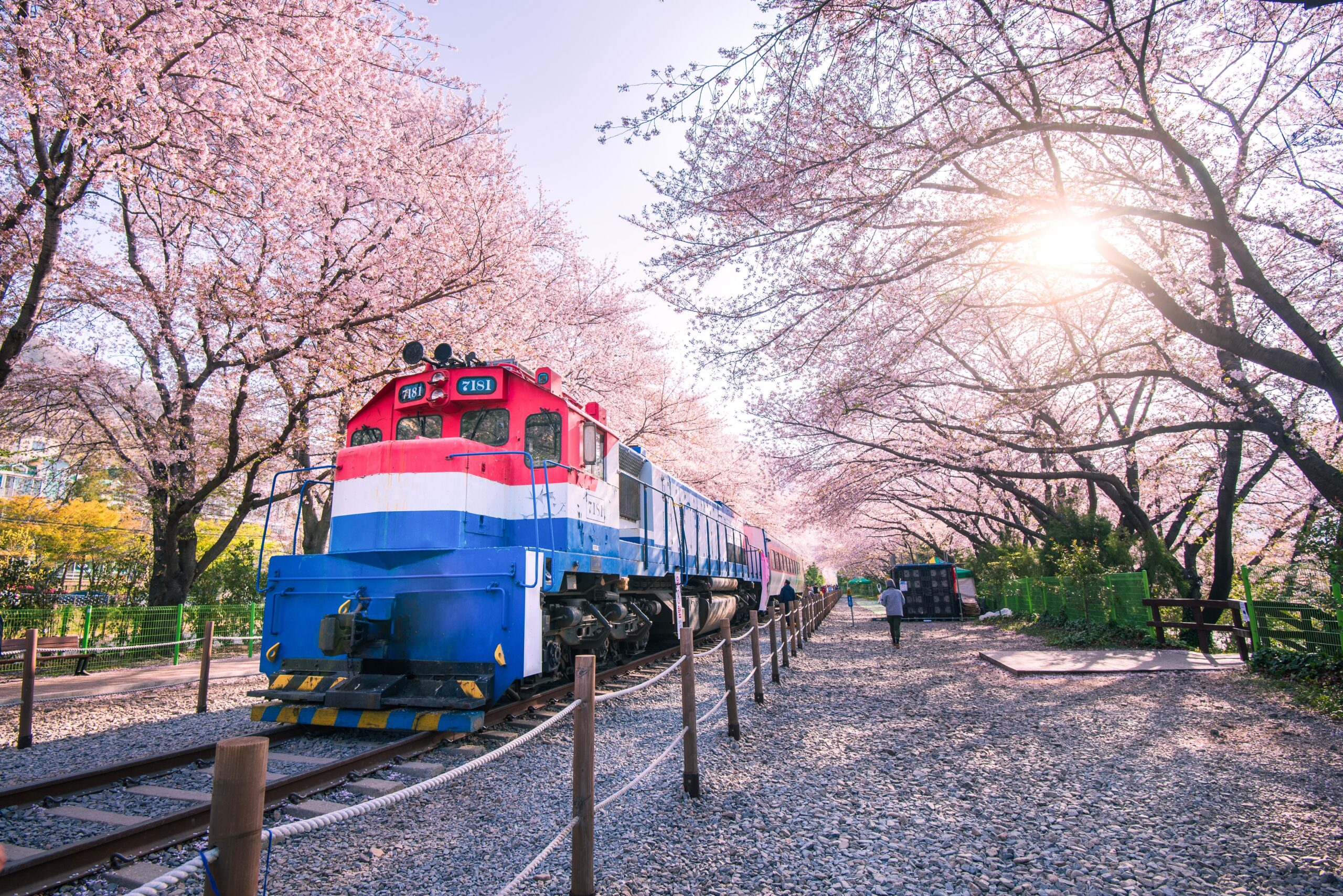 Vibrant Blue and Red Train on a Track Surrounded by Blooming Cherry Blossom Trees