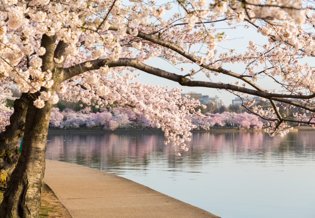 Japanese Cherry Blossom Flowers